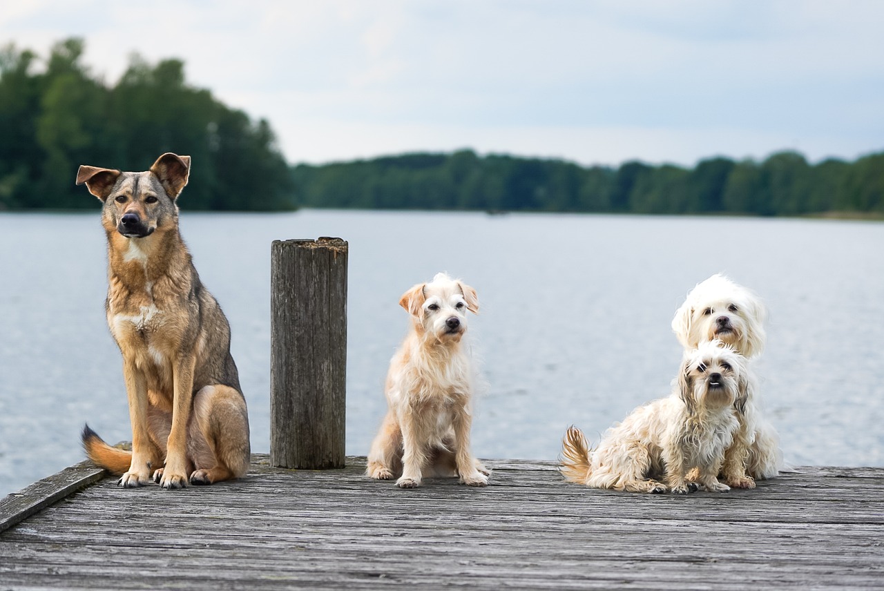 How to Spot and Treat Dehydration in Pets